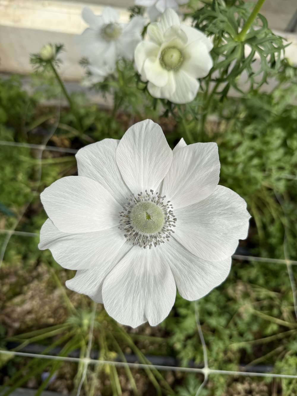 Anemone 'Mistral® Pale'